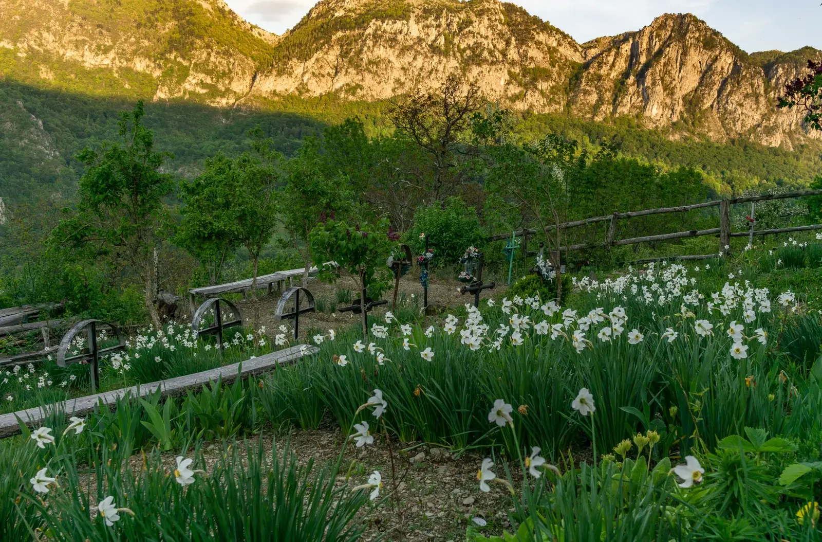 Narcise in cimitirul din Inelet - Ionut Vlad