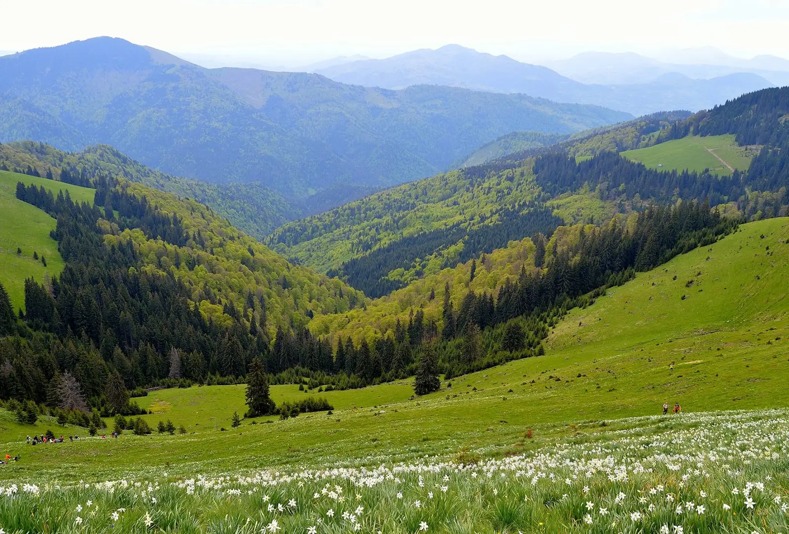  Poiana cu narcise de pe Masivul Saca - Andrei Pahomi