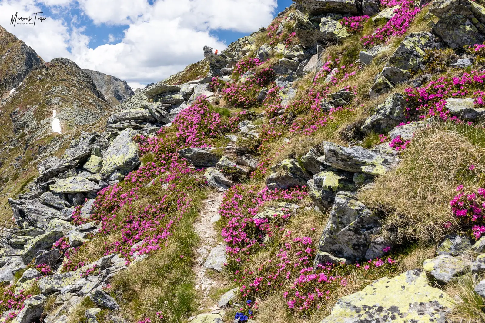 Doar o carare spre frumos - Marius Turc