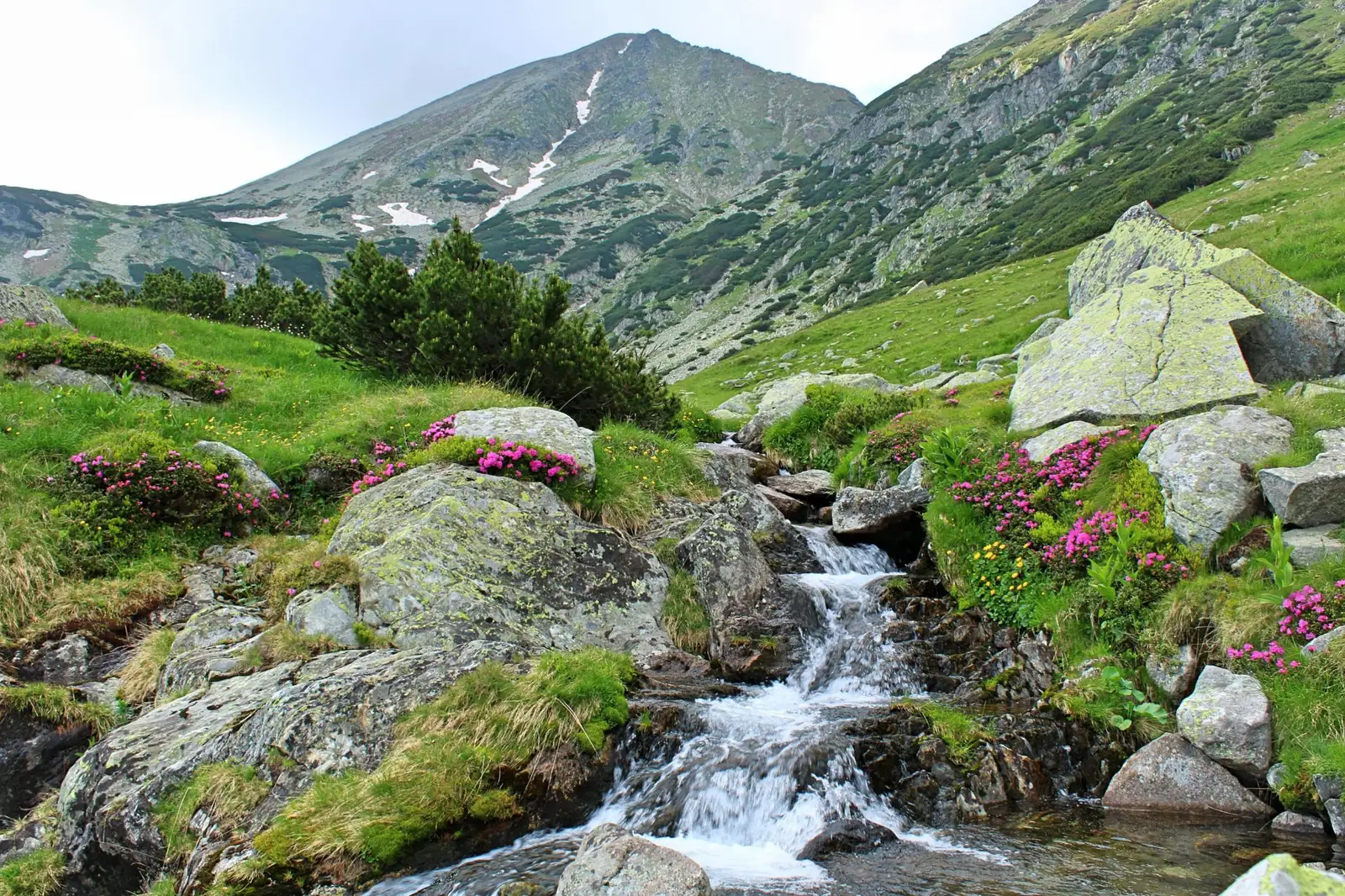  Pârâul Peleaga și vf. Păpușa - Sima Constantin