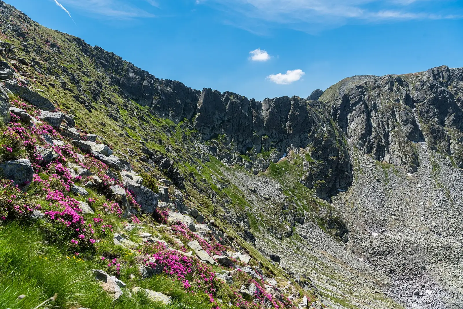  Porțile Închise și rododendroni - Morar Daniel