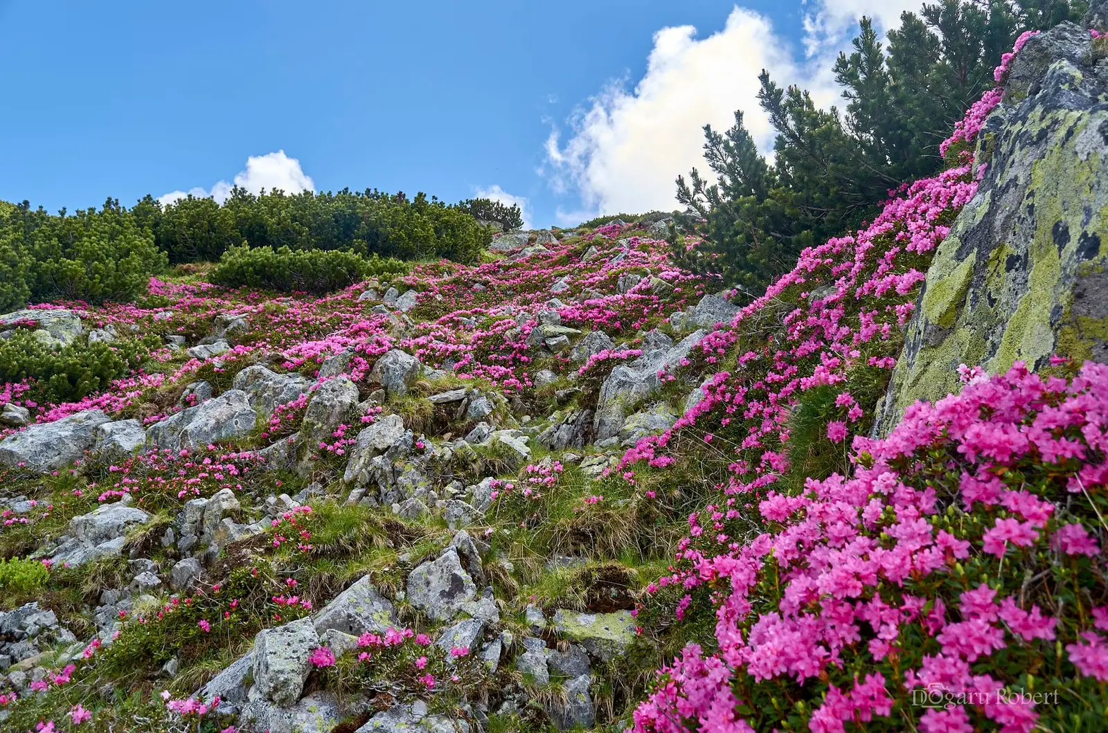  Urcare spre Vf. Mare - Robert Dogaru