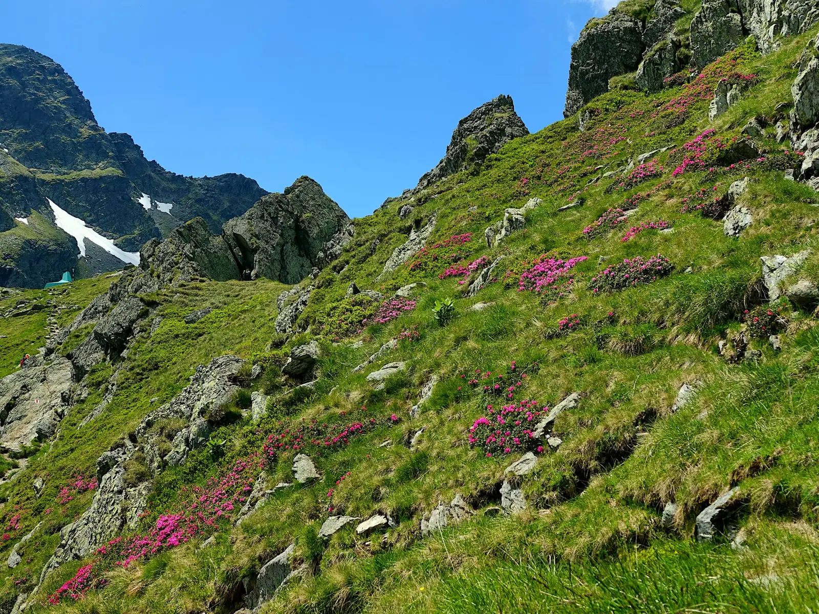  Tufe de rododendron in drumul spre Refugiul Călțun - Marius Munteanu