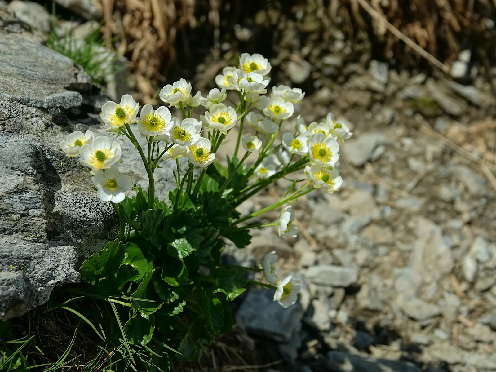  Părăluţă de munte (Moneses uniflora) - Marius Munteanu