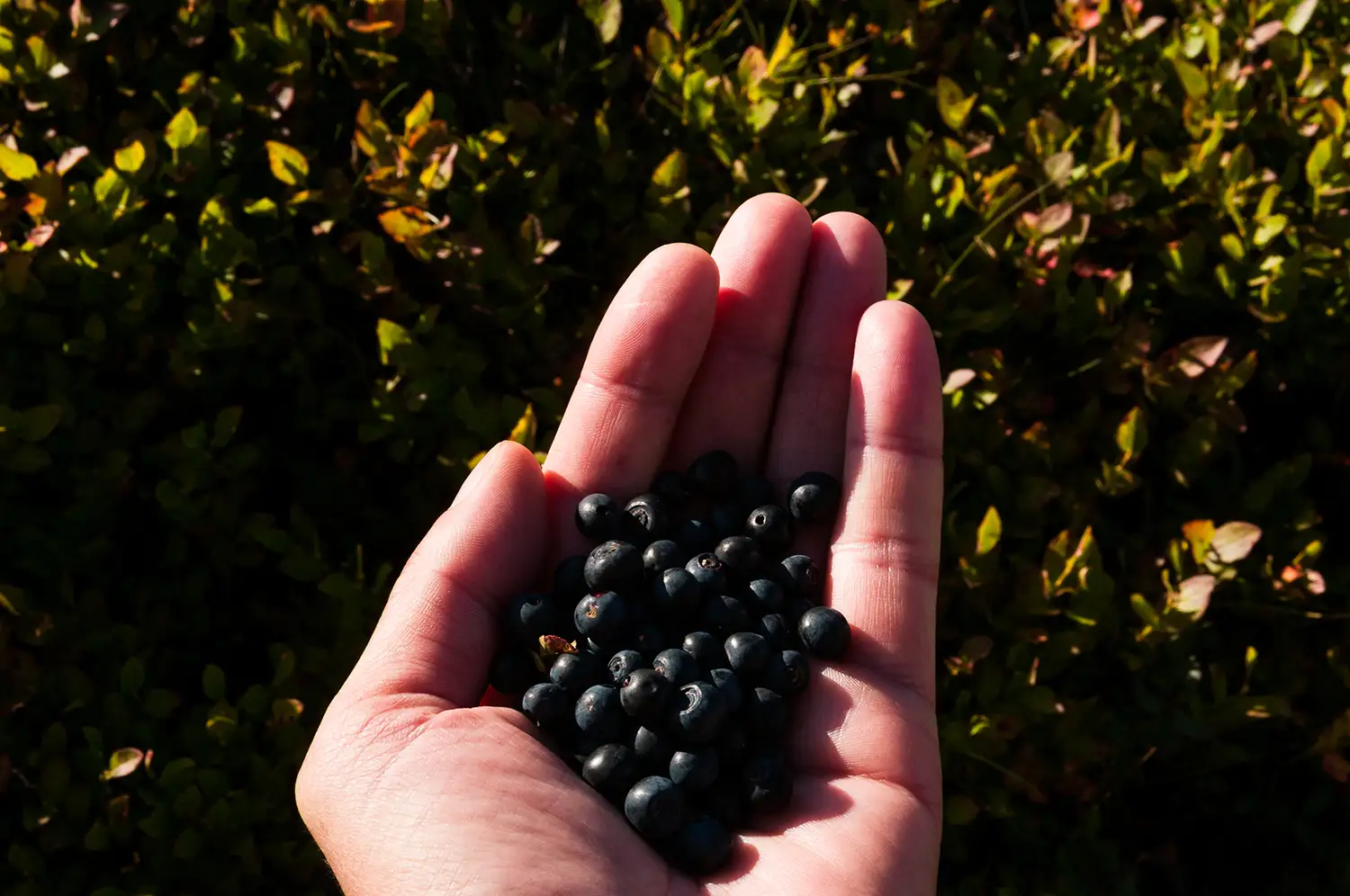 Munții Făgărașului