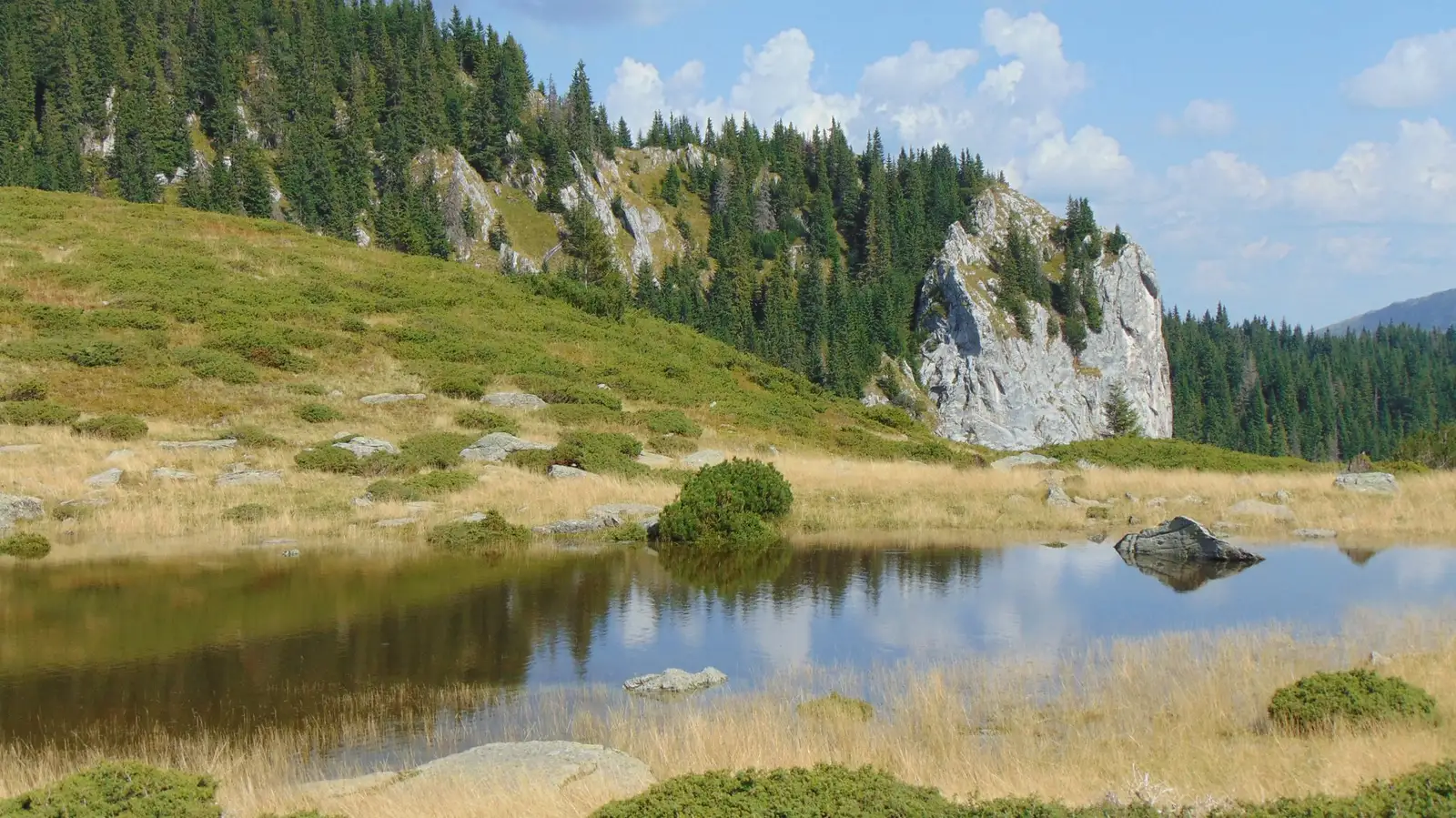 Soarbele - Carmen Paraschiv