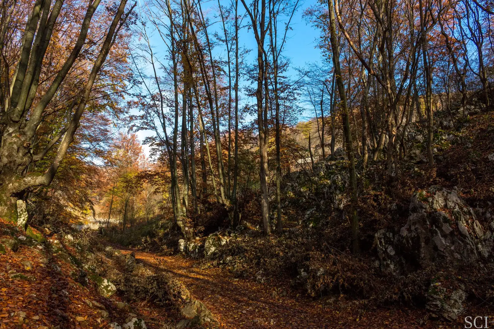 Prin pădure spre Piatra Cloșani - Csaba-Ilie Silvesan