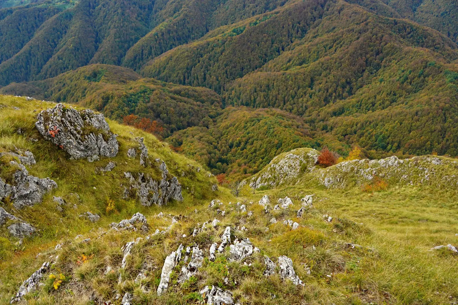 Vâlcel sub Abruptul crestei Piatra Cloșanilor - Adrian Vintila