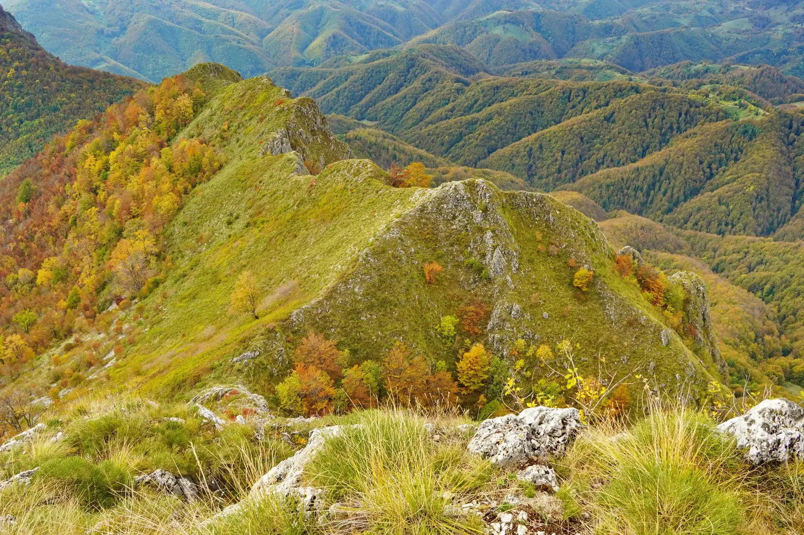 Cocoloașe din creasta Muntelui Piatra Cloșani - Adrian Vintilă