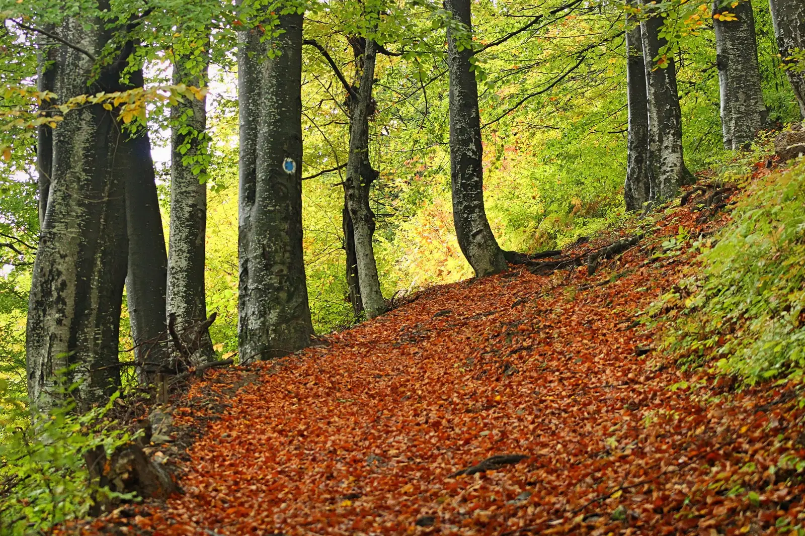  Poteca spre cătunul Cracu Mare, munţii Cernei. - Sima Constantin