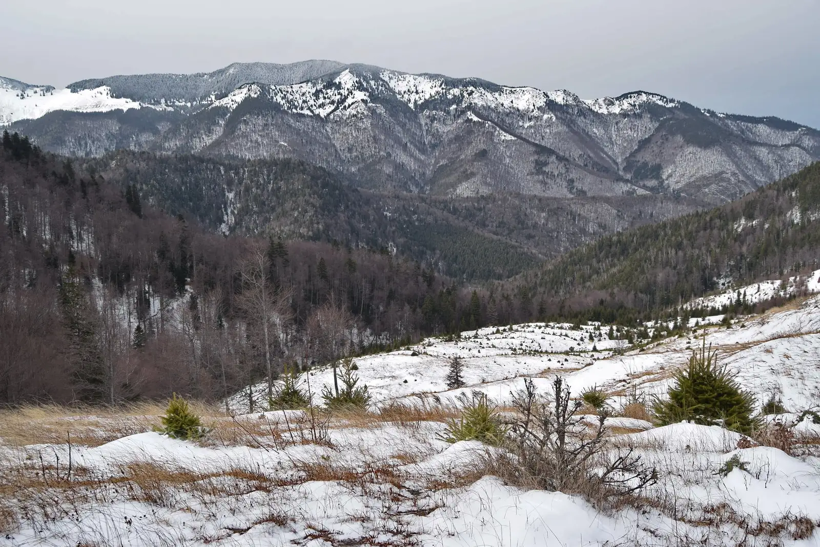  Culmea Munțișoarele, vedere spre Muntele Coza - Andrei Raftopol