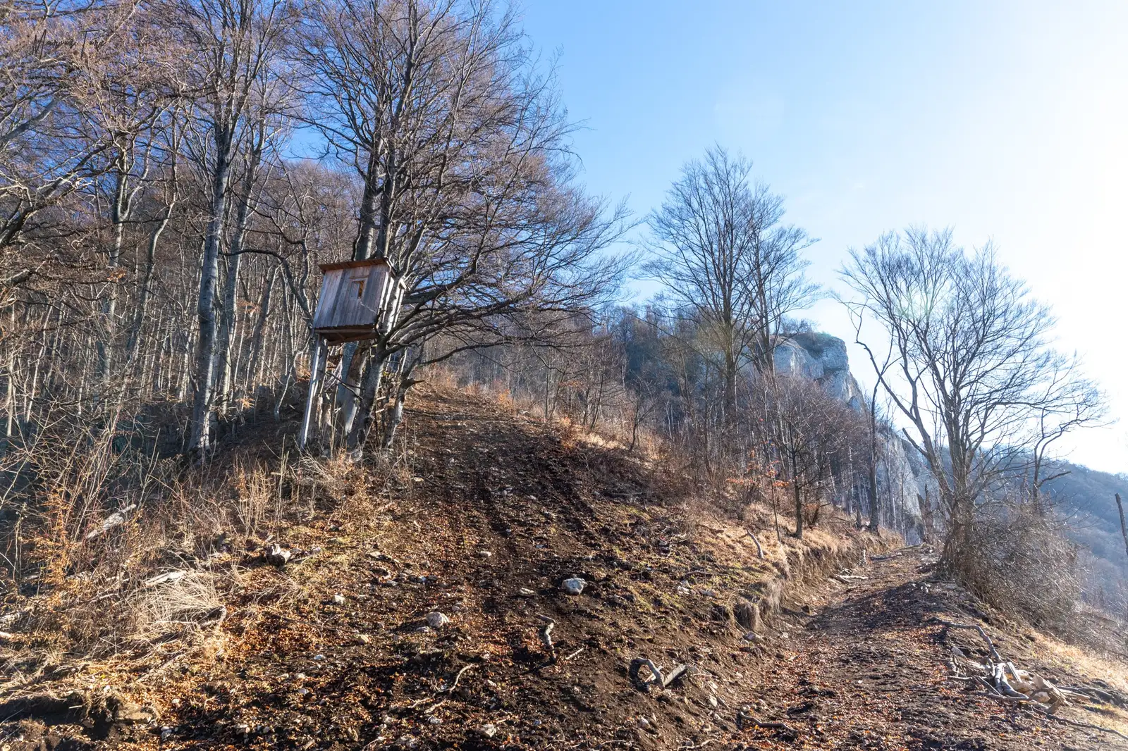  Observator de animale în drumul spre creastă -Marius Turc