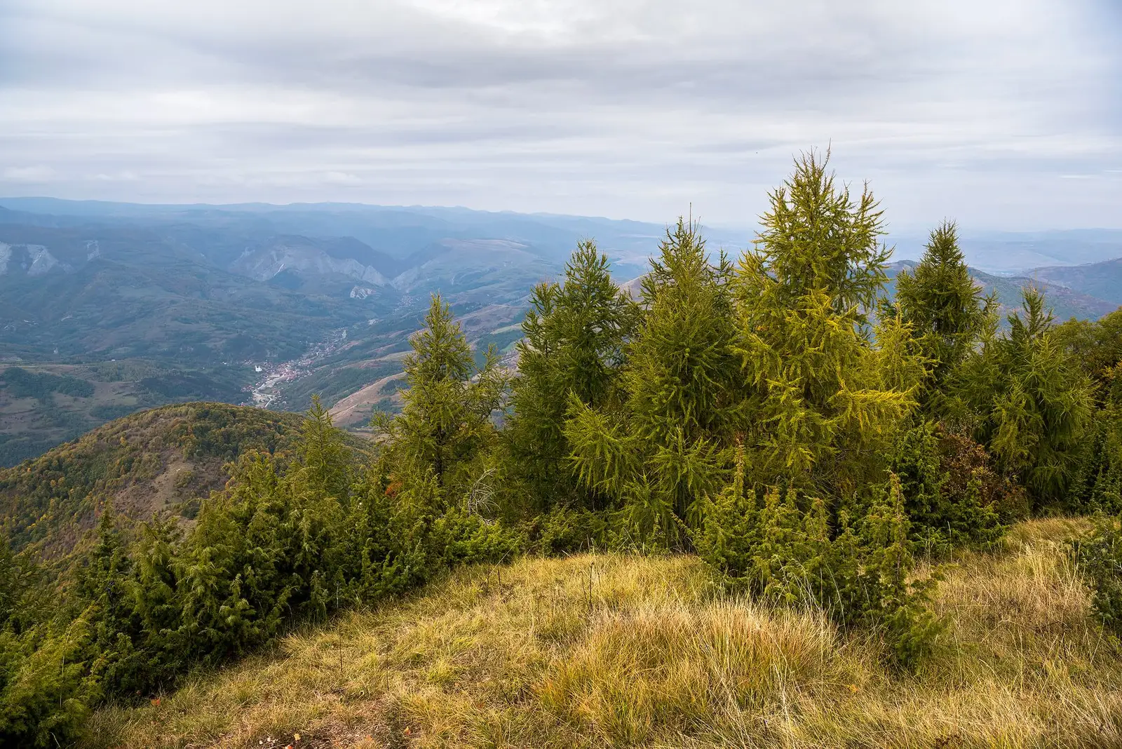  Lăricet tânăr din rezervația Laricetul de la Vidolm - Morar Daniel