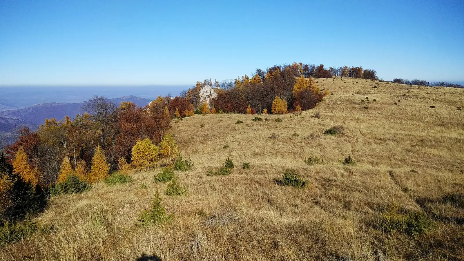  stâncile Colțul Roșu și laricetul de la Vidolm - Manu Munțomanu