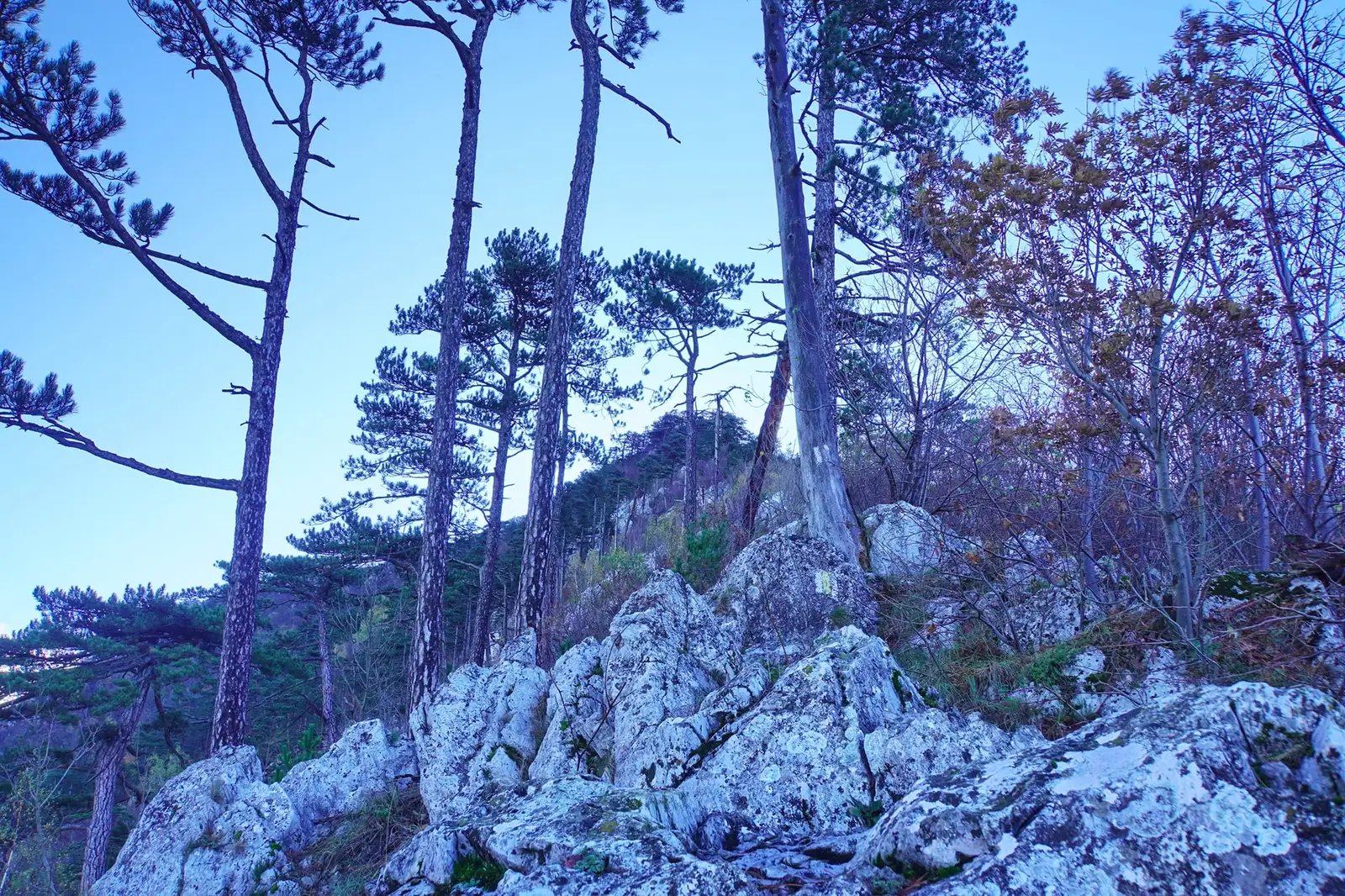  "Cărarea pisicii", urcarea abruptă spre vf Domogledul Mic - Adrian Vintilă