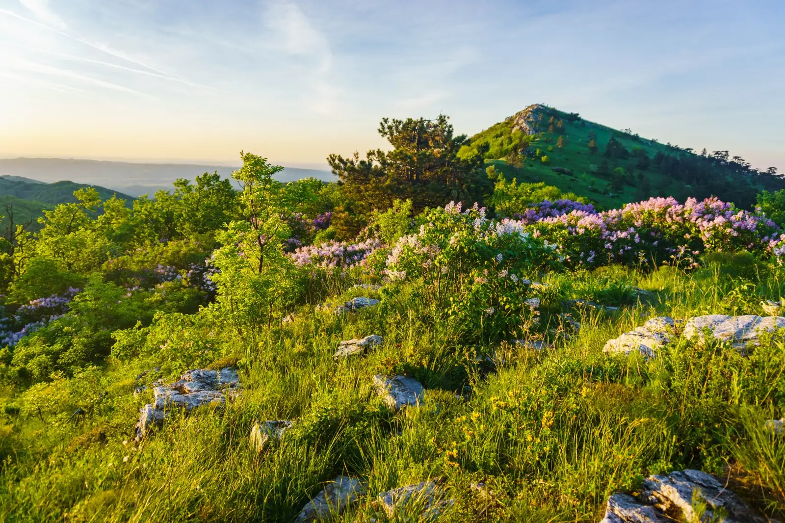  Tufe de liliac pe Muntele Domogled - Madalina Cucu