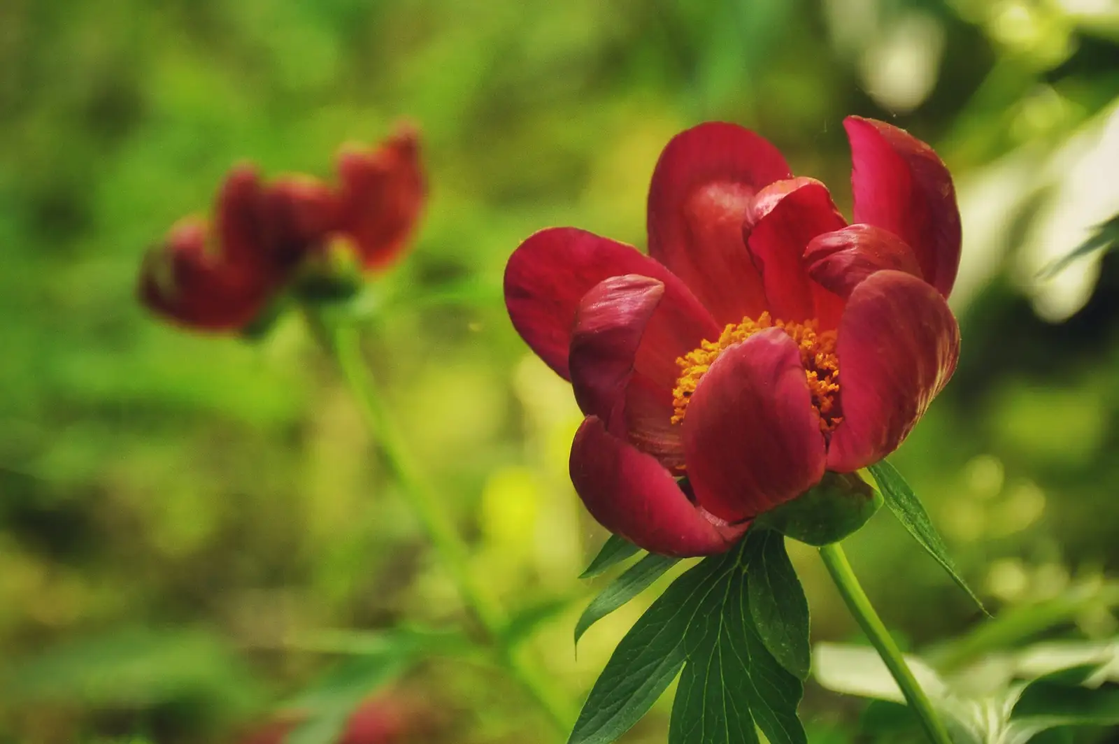  Bujori în munții Măcinului - Iulian Radu