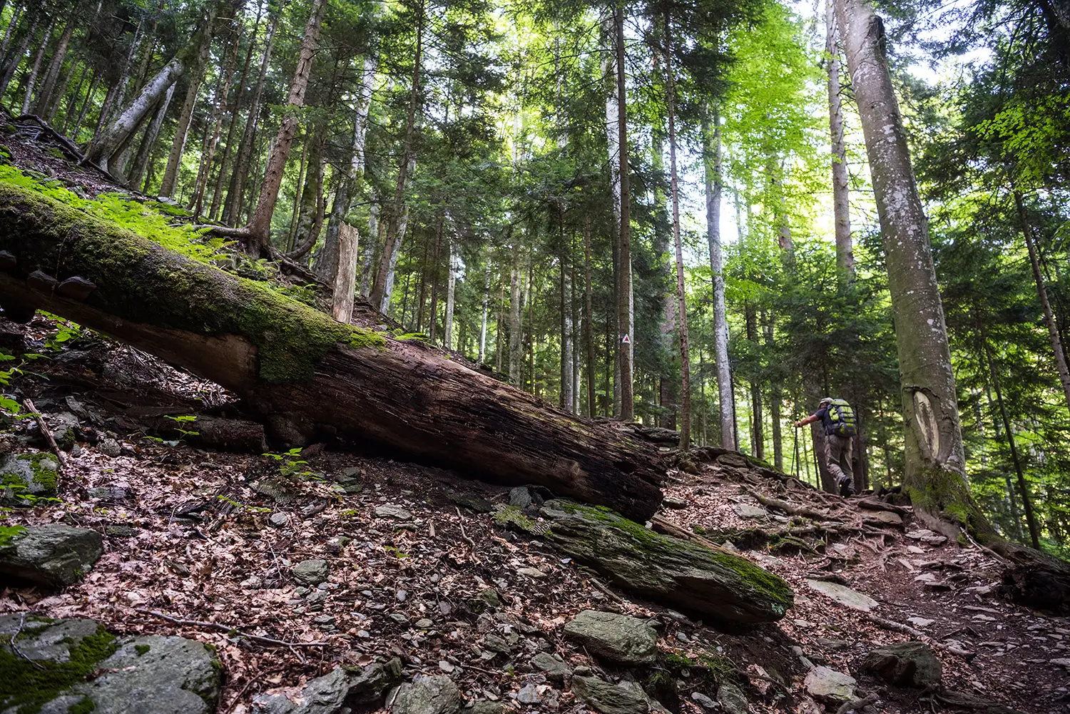 Munții Făgărașului