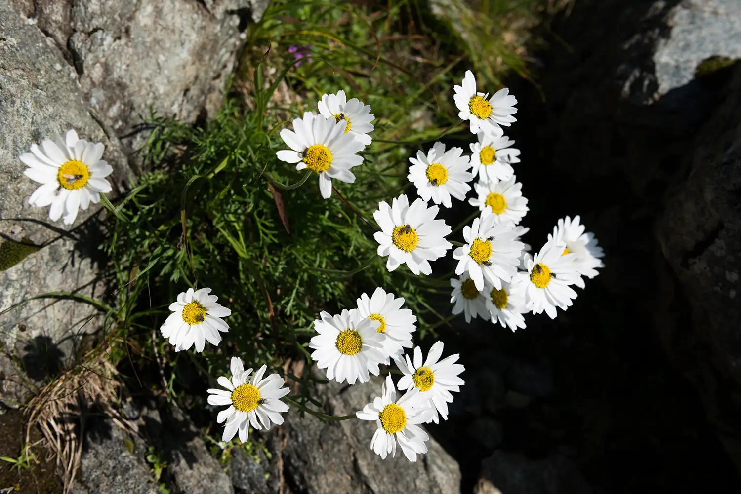Munții Făgărașului