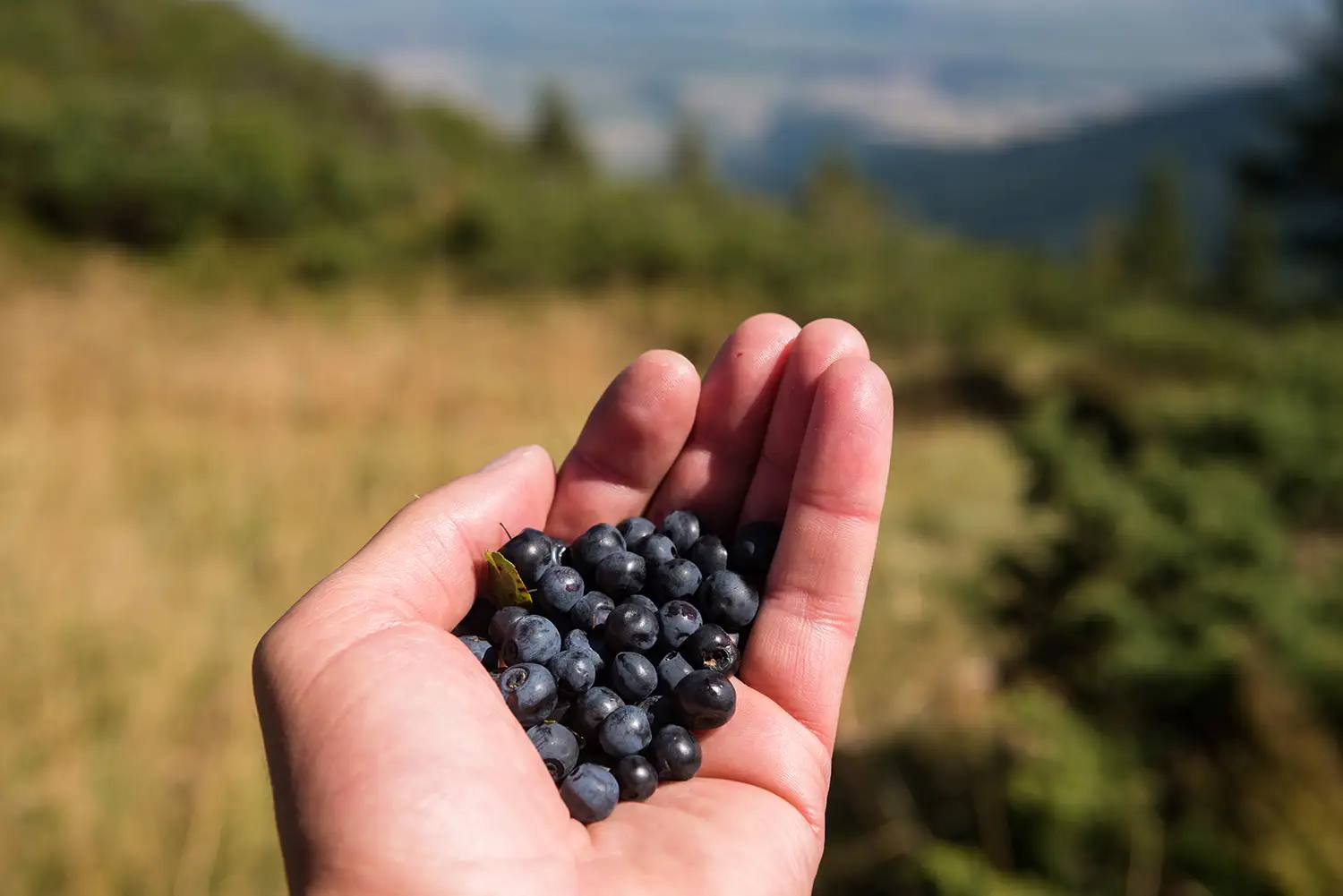 Munții Făgărașului
