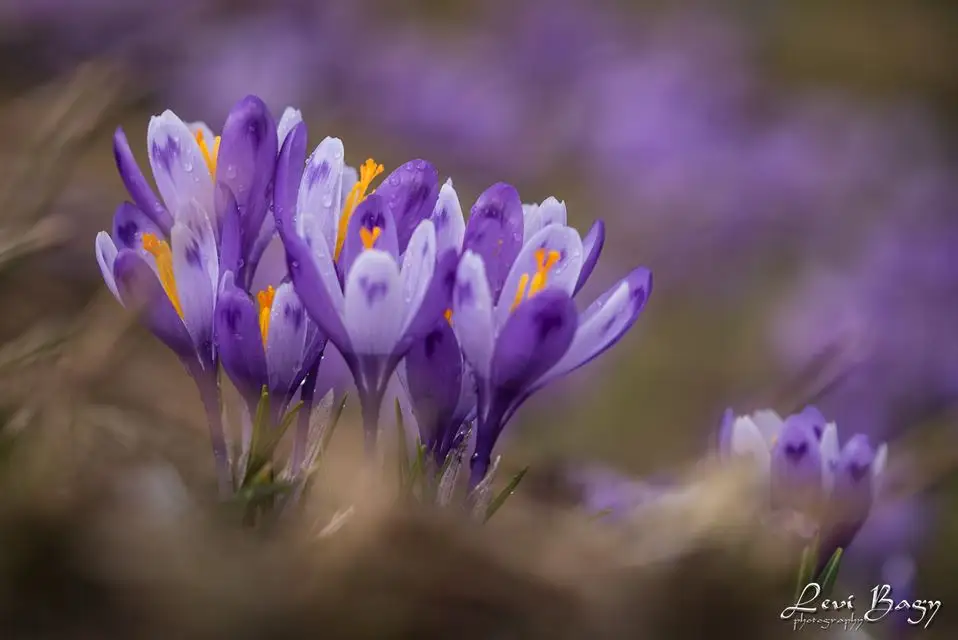  Branduse cover - Levi Bagy Photography