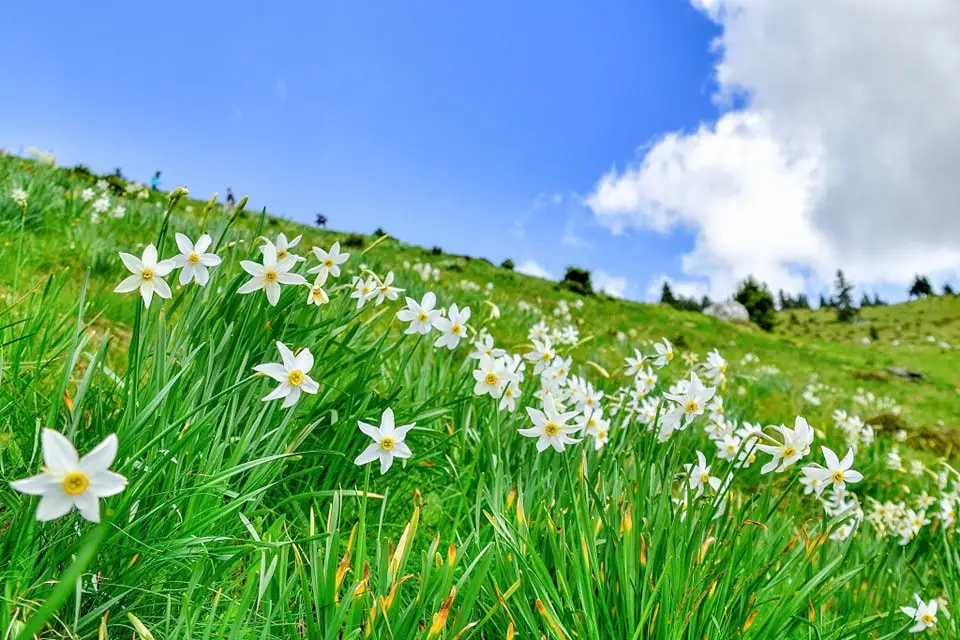 Poiana cu Narcise - Iulian Radu