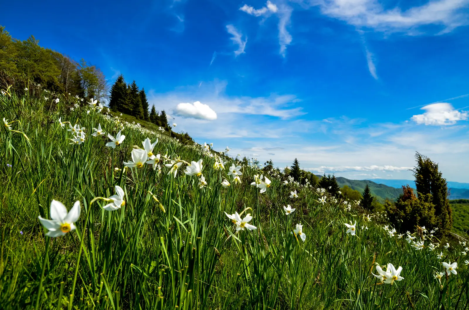 Poienile de la Negrileasa (c) VisitAlba