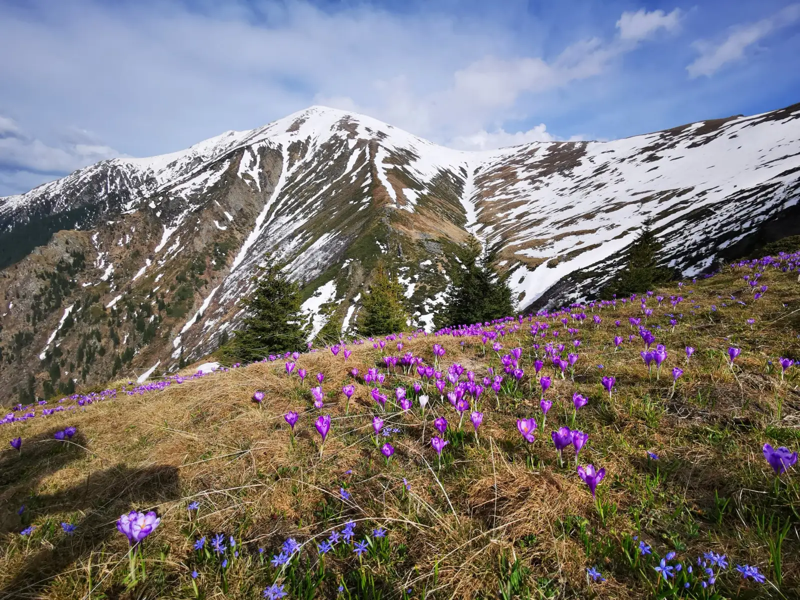 Vedere de la Monumentul Salvamontistilor  spre varful Suru - Ioli Bocioaroaga