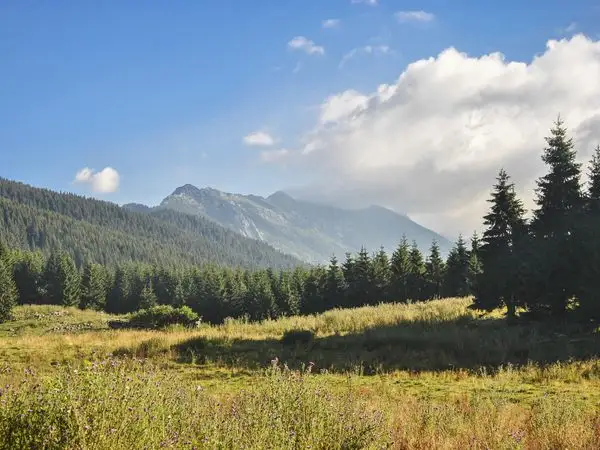 Poiana Brusturet - Valea Muierii - Poiana Pietricica