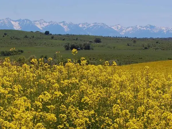Brădeni - Seliştat - Noiştat - Brădeni