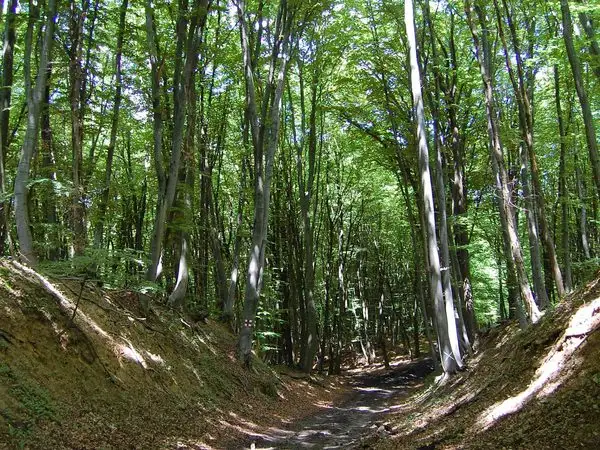 Nou Săsesc - Dealul lui Fetea - Copşa Mare - Nou Săsesc