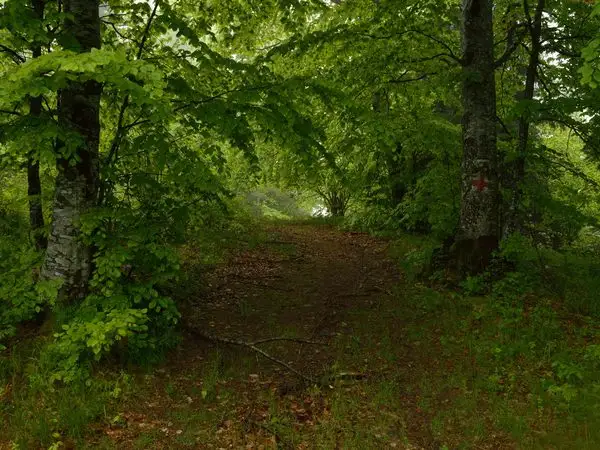Ojdula - Vârful Pilişca - sub Vârful Oituz-Izvor