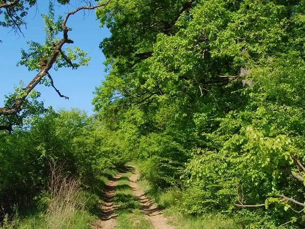 Comăna de Jos -  Dăişoara - Ticuşu Vechi - Comăna de Jos