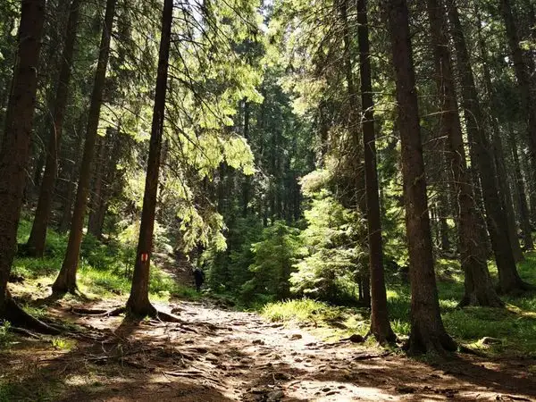 Rausor - Lacul Stevia - Vf. Retezat - Saua Lolaia - Izvorul lui Ionescu -  Rausor