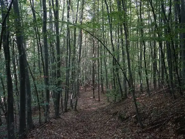 Lisnău-Vale - Ruinele Cetăţii Turcului (Törökvár) - Ruinele Cetăţii Barabás
