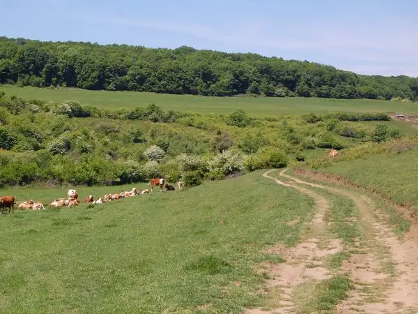 Daia - Dealul Nucului - Valea Lungă - Daia