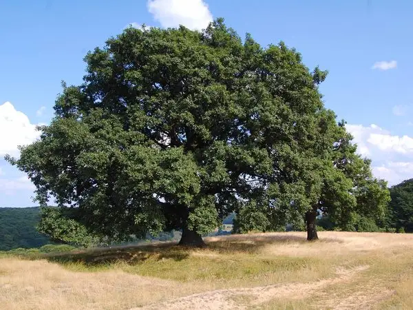 Agnita - Valea Lacul Sec - Agnita