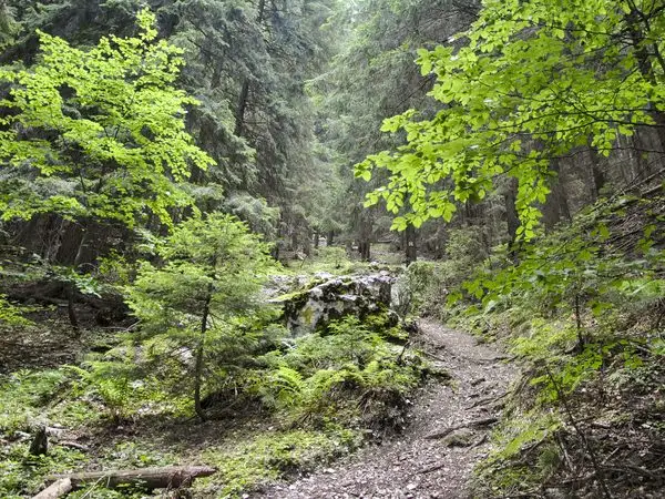 Cojocaru - Cabana Garofiţa Pietrei Craiului - Marele Grohotiş