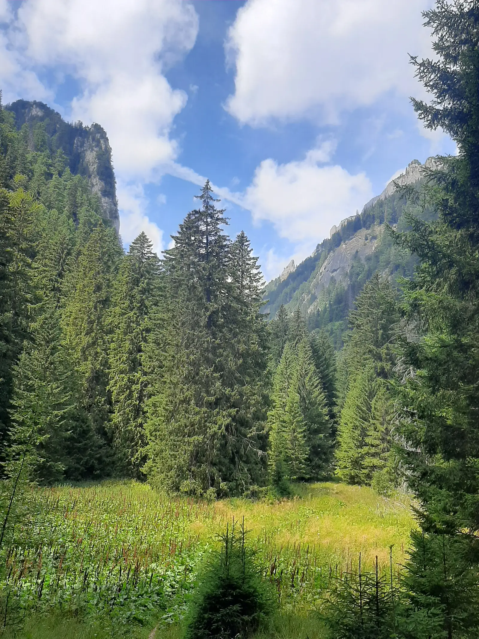 Camin alpin- poiana costilei/ vaii cerbului- poaiana fanului