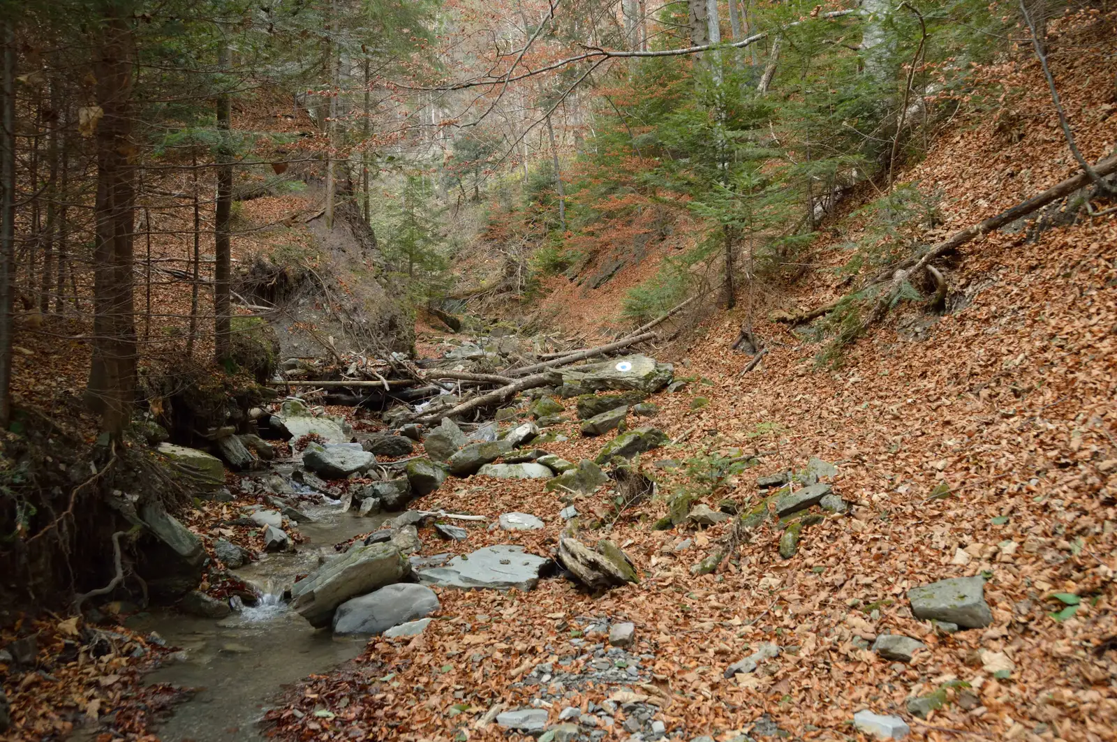 Pârâul Coza (Mioarele) - Cascada din Horn