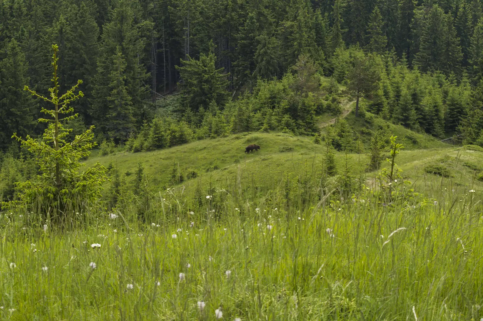 Căldările Zăbalei - Şaua Furu - Vintileasca