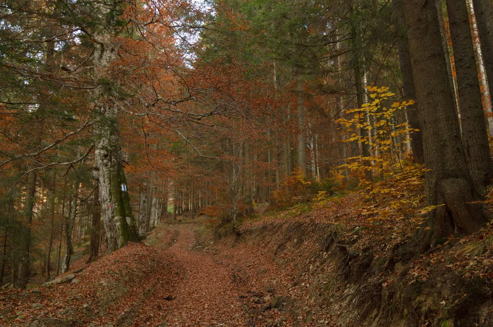 Comandău - Vârful Laur