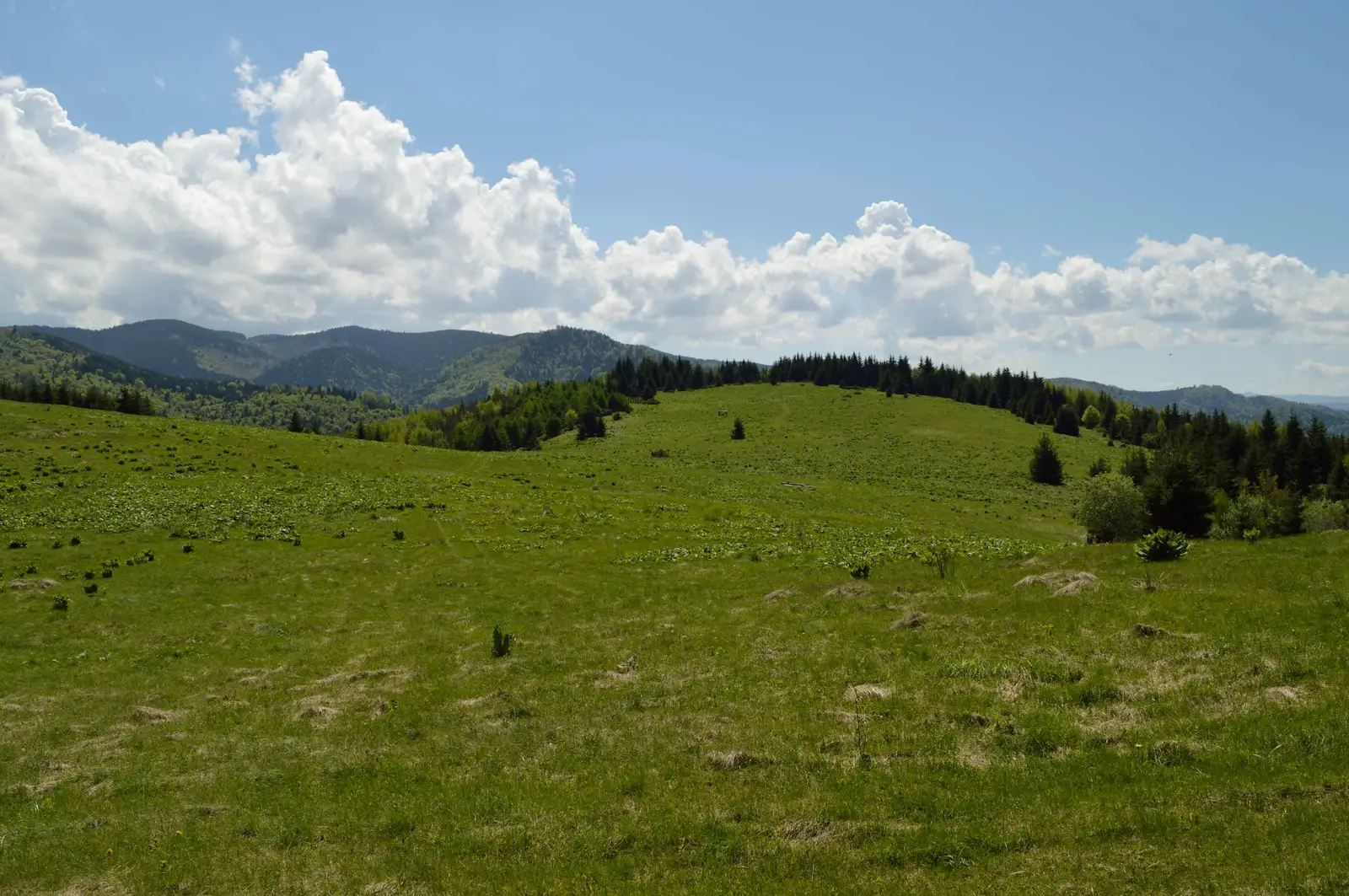 Covasna (Hotel Clermont) - Poiana Palfei (Dealul Pal)