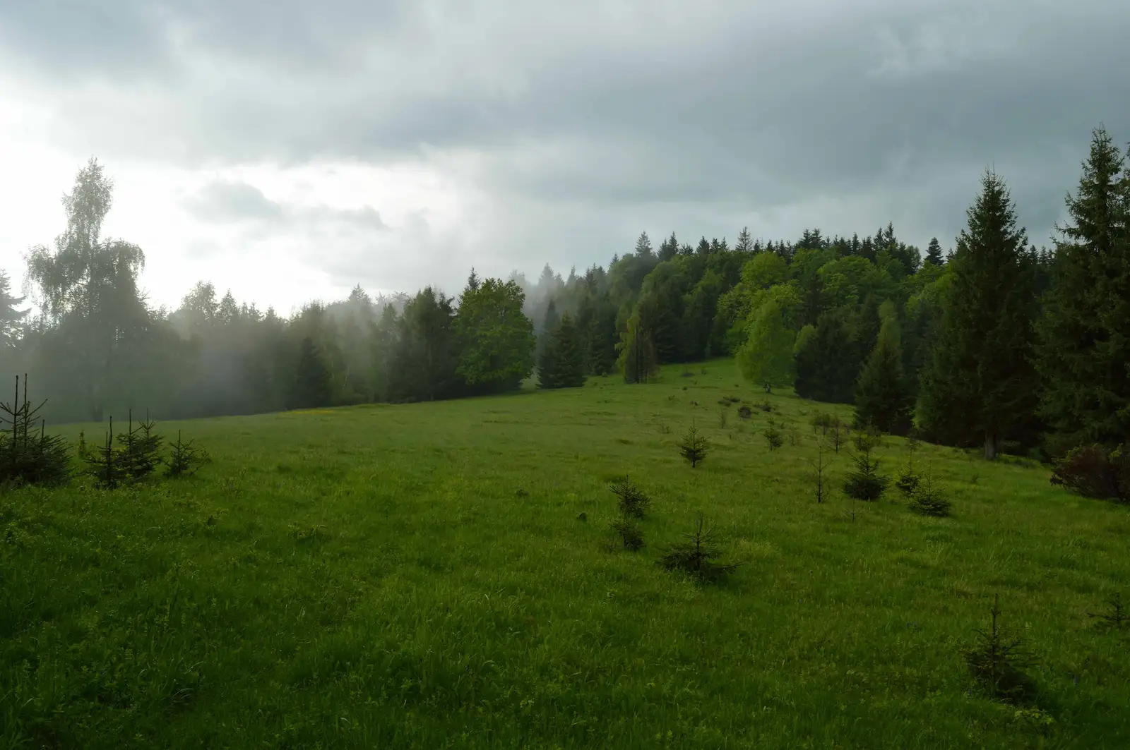 Ojdula - Vârful Pilişca - Dealul Oituz Izvor