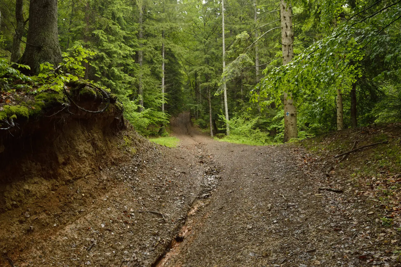 Ojdula - sub Peştera Kőlik - Dealul Oituz Izvor