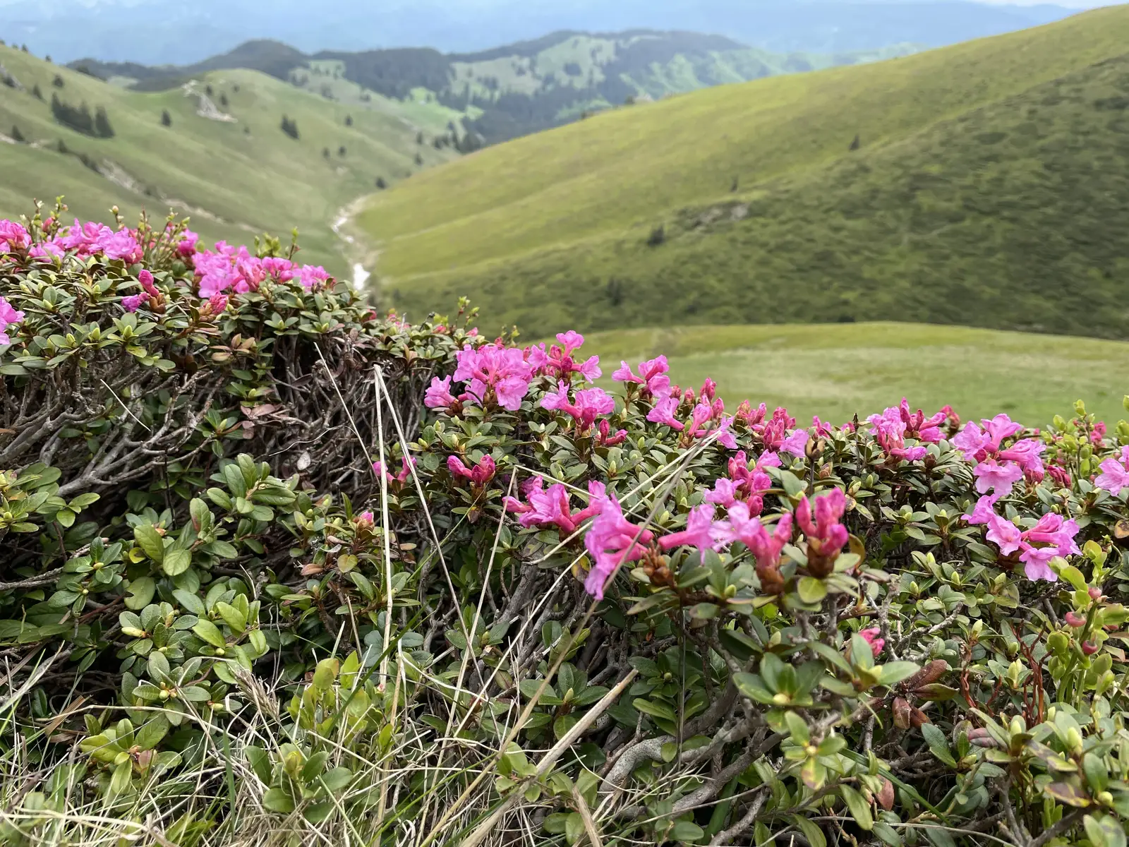 Cabana Muntele Rosu-La Rascruce-Cabana Ciucas-Cabana Muntele Rosu