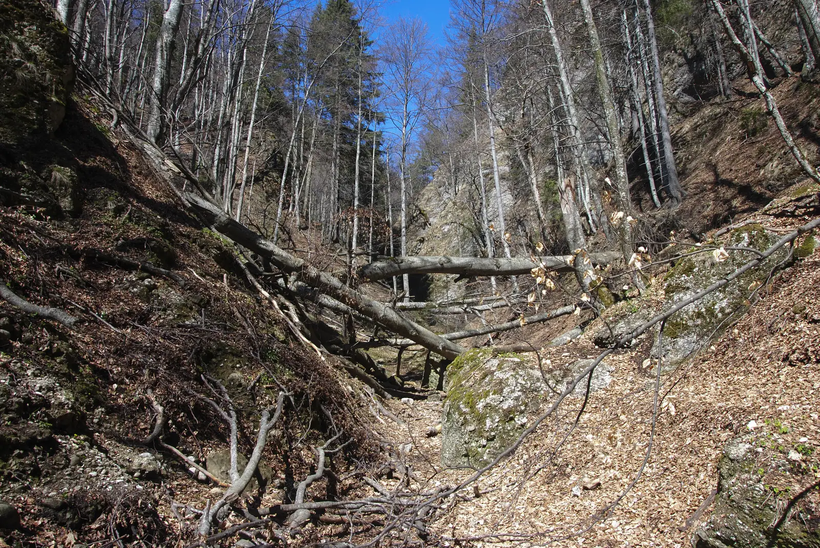 TA - V. Pârâului Alb - La Răscruce