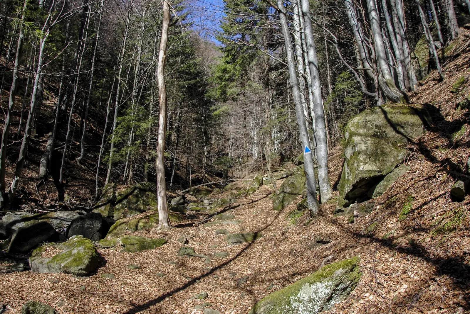 Cheia - Cheile Cheiţei - drum forestier Babeş