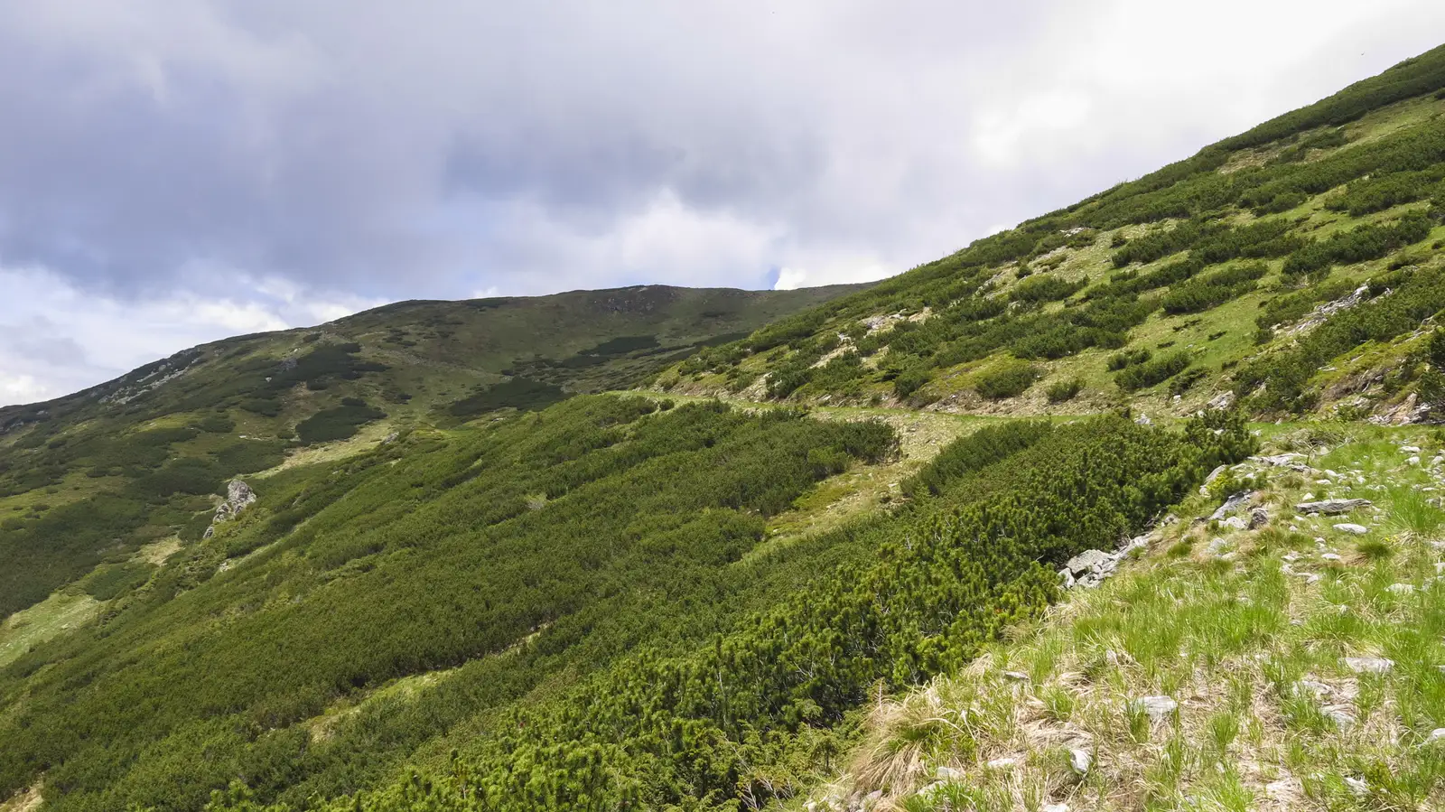 Între Izvoare - Tarniţa Bârsanului