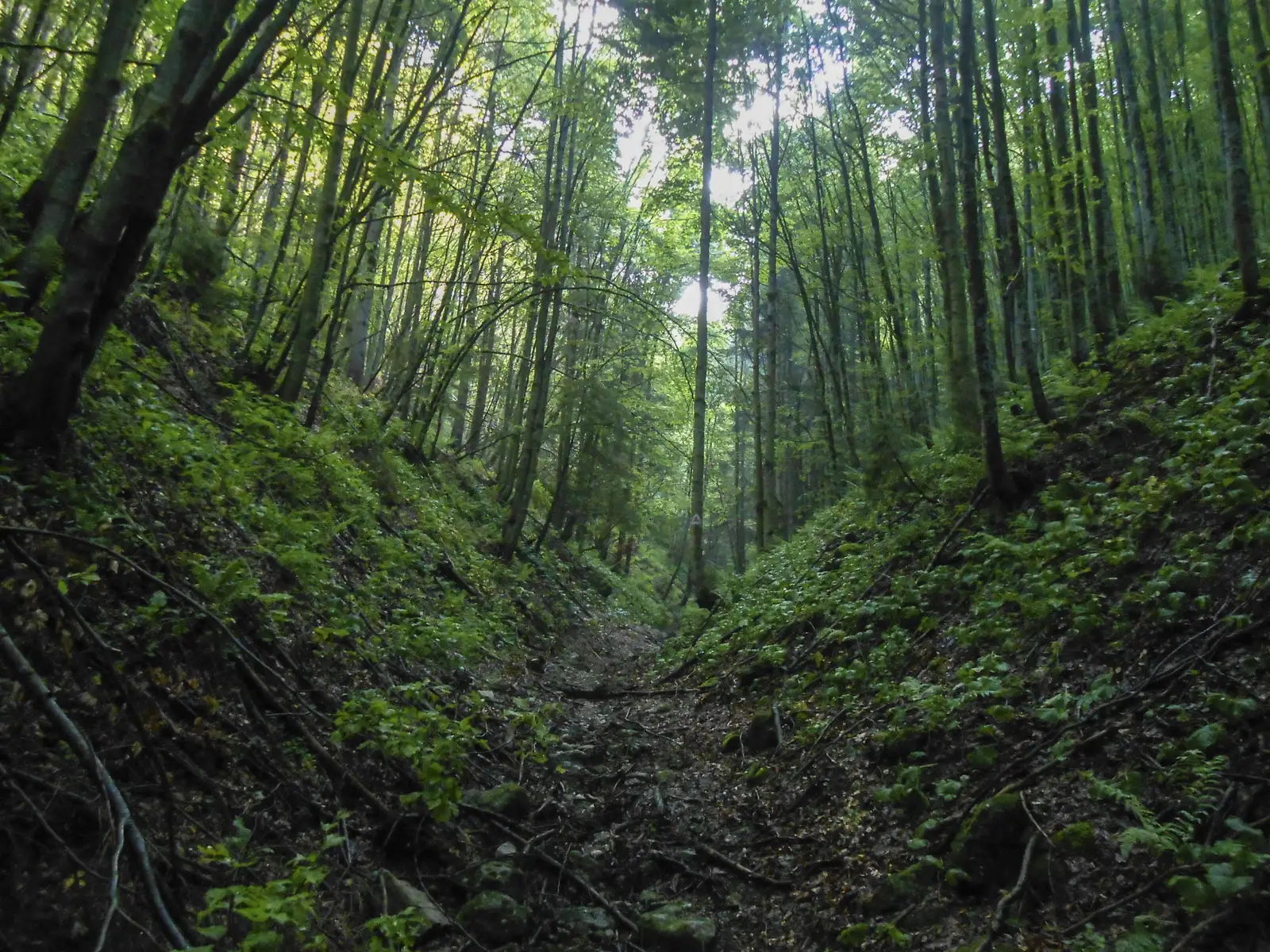 Cabana Babarunca - Şaua Teslei - Şaua Tigăilor